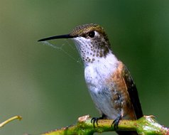 Avian