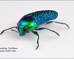 Insects