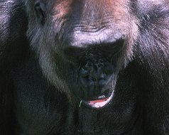 Mammals