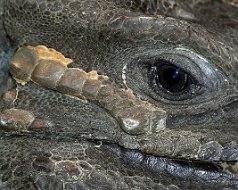 Reptiles