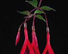 Belgium cultivated