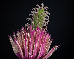 Magnoliaceae