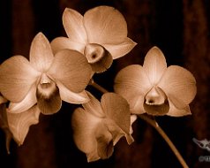 Orchids