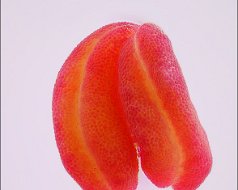 Rosaceae