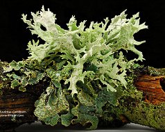 Ascomycota